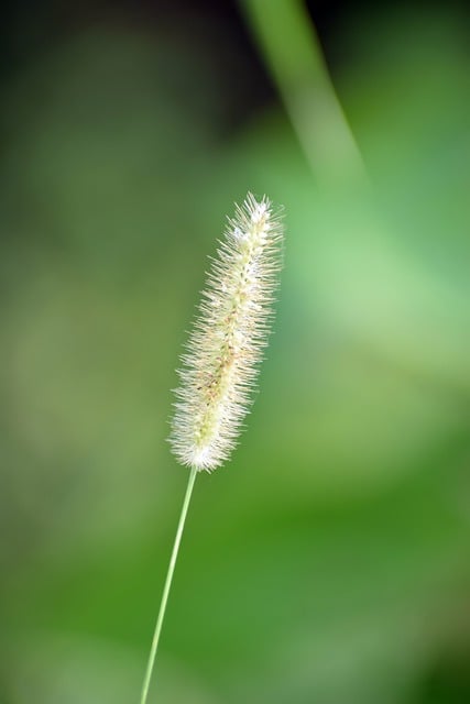 Muat turun percuma gambar percuma botani batang tumbuhan rumput flora untuk diedit dengan editor imej dalam talian percuma GIMP