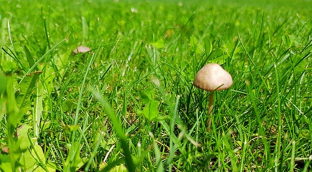 Free download Grass Poisonous Mushroom Toadstool -  free photo or picture to be edited with GIMP online image editor