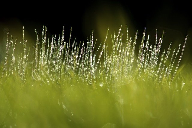 Téléchargement gratuit de Grass Prato Landscape - photo ou image gratuite à modifier avec l'éditeur d'images en ligne GIMP