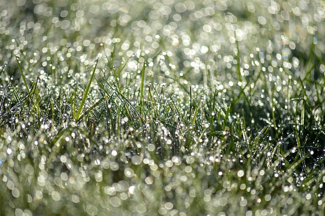 Free download grass raindrop dewdrop morning dew free picture to be edited with GIMP free online image editor