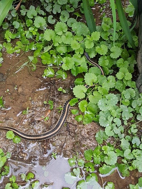 Безкоштовно завантажте Grass Rain Water - безкоштовне фото або зображення для редагування в онлайн-редакторі зображень GIMP