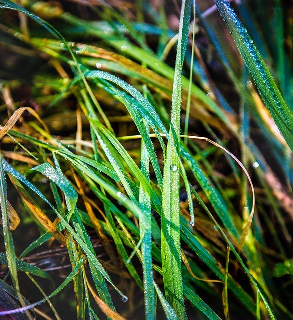 Скачать бесплатно Grass Rosa Autumn - бесплатное фото или изображение для редактирования с помощью онлайн-редактора изображений GIMP