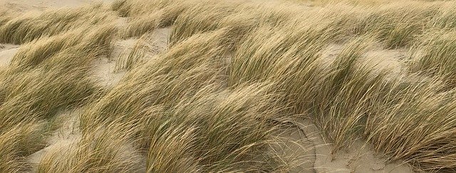 Download gratuito Grass Sand - foto o immagine gratuita da modificare con l'editor di immagini online di GIMP