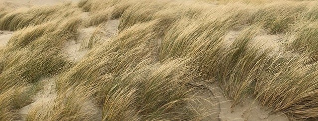 Free download Grass Sand -  free photo or picture to be edited with GIMP online image editor