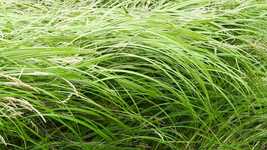 Free download Grass Sedge Straws In The Wind -  free video to be edited with OpenShot online video editor