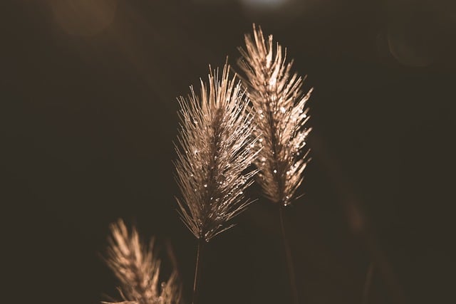 Free download grass seeds plants weed flora free picture to be edited with GIMP free online image editor