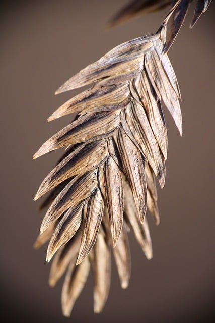 Ücretsiz indir çim tohumları natürmort doğa GIMP ücretsiz çevrimiçi resim düzenleyiciyle düzenlenecek ücretsiz resim