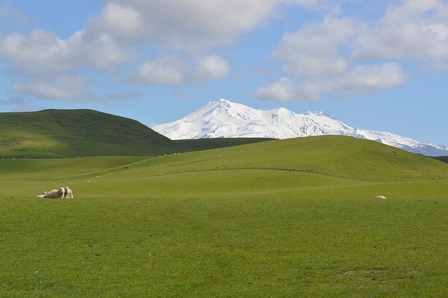 Безкоштовно завантажте Grass Sheep Rural — безкоштовну фотографію чи зображення для редагування за допомогою онлайн-редактора зображень GIMP