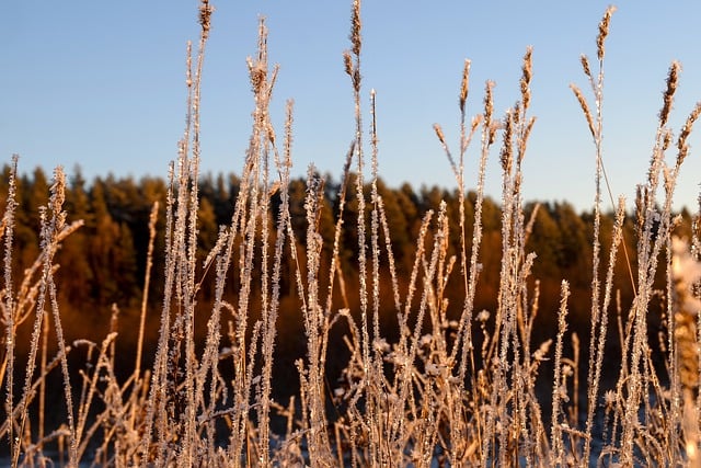 Завантажте безкоштовно трава небо ліс мороз природа безкоштовне зображення для редагування за допомогою безкоштовного онлайн-редактора зображень GIMP
