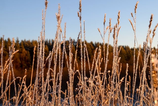 Bezpłatne pobieranie trawa niebo las szron natura darmowe zdjęcie do edycji za pomocą bezpłatnego edytora obrazów online GIMP