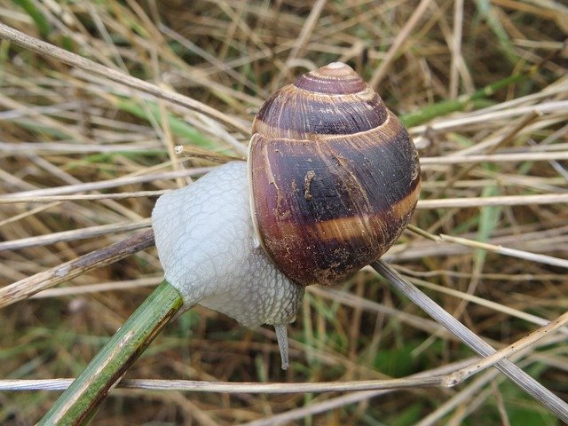 Descarga gratuita Grass Snail Nature: foto o imagen gratuita para editar con el editor de imágenes en línea GIMP