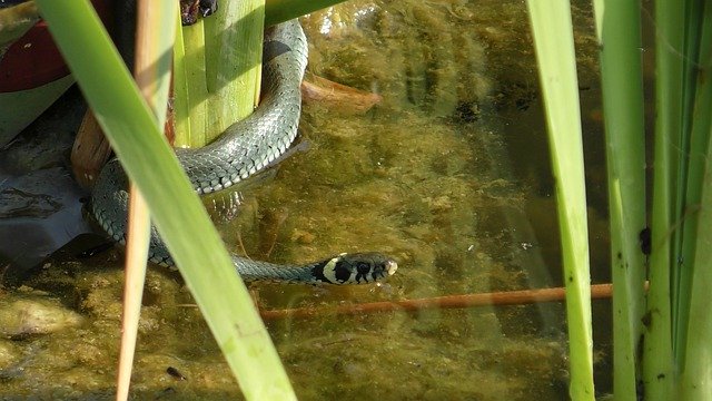 Muat turun percuma Grass Snake Natter - foto atau gambar percuma untuk diedit dengan editor imej dalam talian GIMP