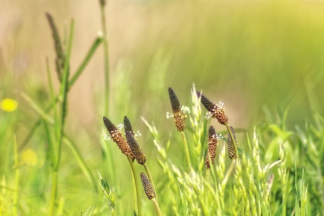 Free download grass sorrel sunny bokeh soft free picture to be edited with GIMP free online image editor