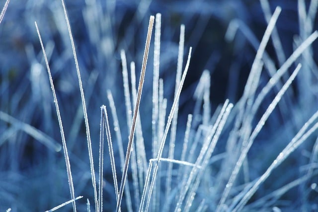 Free graphic grass stalks frost to be edited by GIMP free image editor by OffiDocs