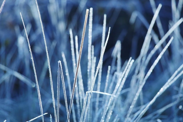 Free download grass stalks frost free picture to be edited with GIMP free online image editor