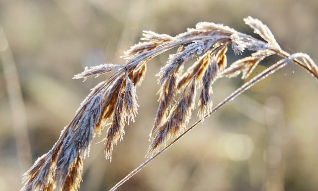 Free download grass stalks frost winter snow free picture to be edited with GIMP free online image editor