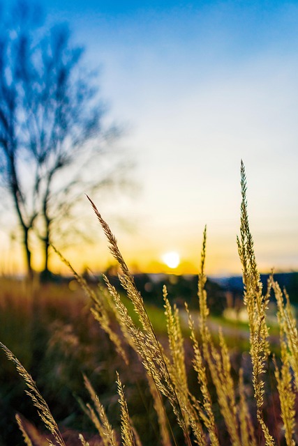 Free download grass sundown sun sky evening free picture to be edited with GIMP free online image editor