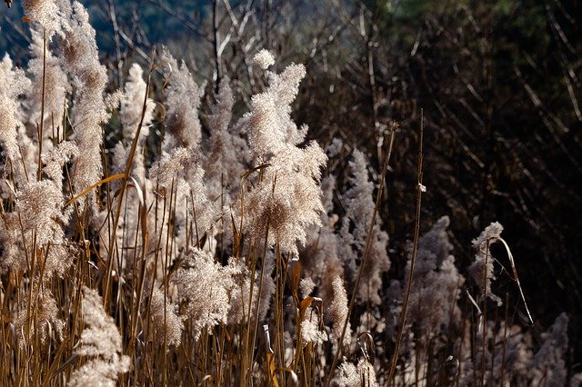 Muat turun percuma Grass Swamp Moor - foto atau gambar percuma untuk diedit dengan editor imej dalam talian GIMP