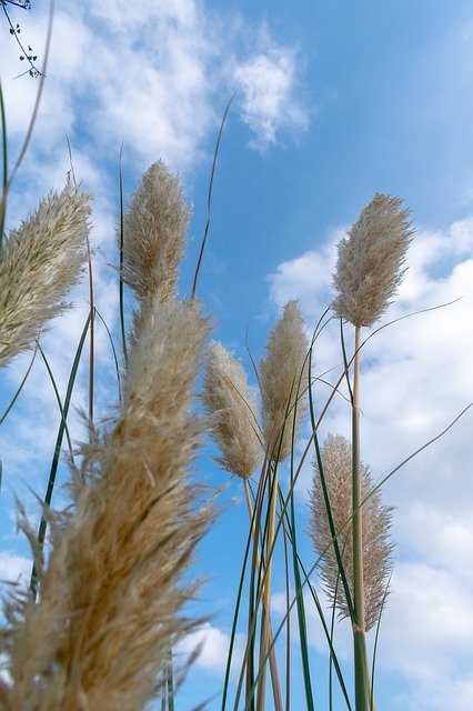 Scarica gratuitamente Grass Thatched Flower Mao: foto o immagine gratuita da modificare con l'editor di immagini online GIMP