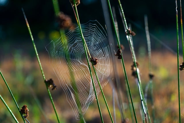 Безкоштовно завантажте безкоштовну картинку трава павутина рослини ранкова роса для редагування за допомогою безкоштовного онлайн-редактора зображень GIMP