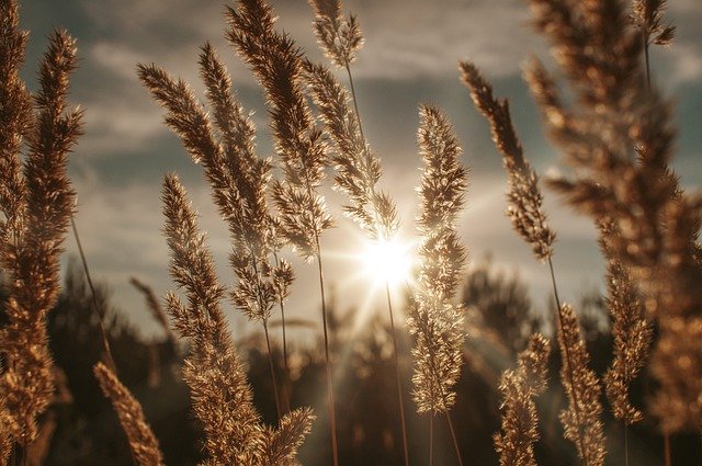 Free download grass weed nature landscape wind free picture to be edited with GIMP free online image editor