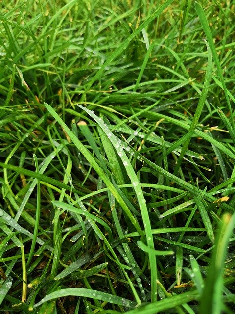 Free download Grass Wet Dew -  free photo or picture to be edited with GIMP online image editor