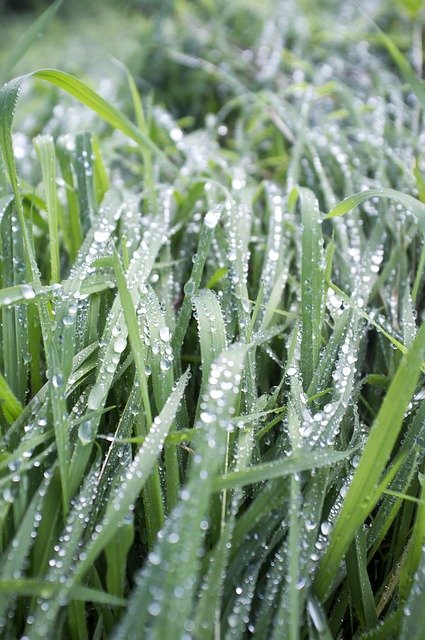 Free download Grass Wet Nature -  free photo or picture to be edited with GIMP online image editor