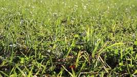 Free download Grass Wind Field -  free video to be edited with OpenShot online video editor