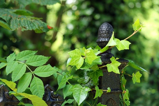 Free download Grave Cemetery Iron Fence -  free photo or picture to be edited with GIMP online image editor