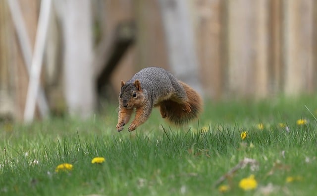 Free download gray and fox squirrels squirrel free picture to be edited with GIMP free online image editor