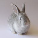 Gray and white bunny  screen for extension Chrome web store in OffiDocs Chromium