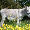 Gray and White Donkey  screen for extension Chrome web store in OffiDocs Chromium