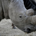 Gray and white rhinoceros  screen for extension Chrome web store in OffiDocs Chromium