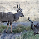 Gray antelope  screen for extension Chrome web store in OffiDocs Chromium