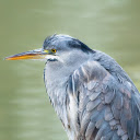 Gray bird  screen for extension Chrome web store in OffiDocs Chromium