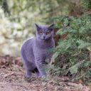 Gray British Shorthair cat  screen for extension Chrome web store in OffiDocs Chromium