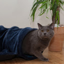 Gray cat  screen for extension Chrome web store in OffiDocs Chromium Gray cat  screen for extension Chrome web store in OffiDocs Chromium