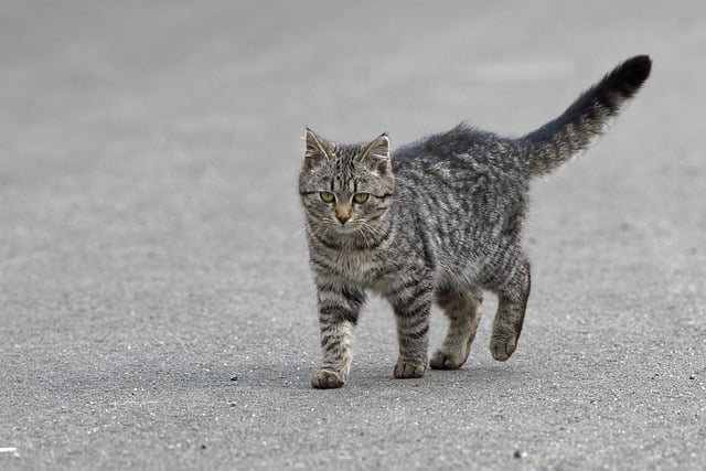 Free download gray cat stray cat cat outdoors free picture to be edited with GIMP free online image editor