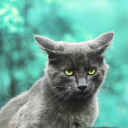 GRAY CAT THEME  screen for extension Chrome web store in OffiDocs Chromium