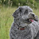 Gray dog  screen for extension Chrome web store in OffiDocs Chromium