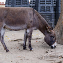 Gray donkey  screen for extension Chrome web store in OffiDocs Chromium