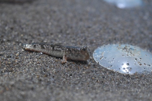 Free download Gray Goby Fish -  free photo or picture to be edited with GIMP online image editor