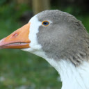 Gray goose  screen for extension Chrome web store in OffiDocs Chromium