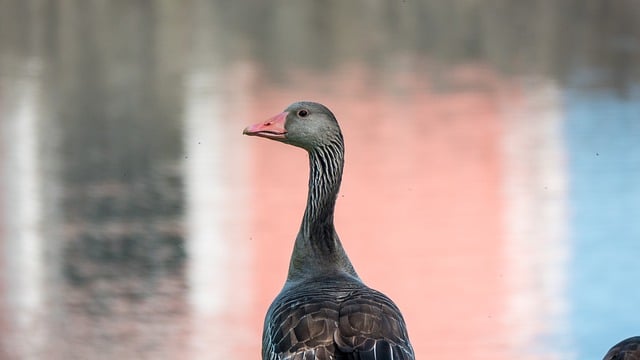 Free download gray goose bird beak feathers free picture to be edited with GIMP free online image editor