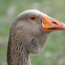 GRAY GOOSE THEME  screen for extension Chrome web store in OffiDocs Chromium