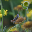 Gray Grasshopper  screen for extension Chrome web store in OffiDocs Chromium