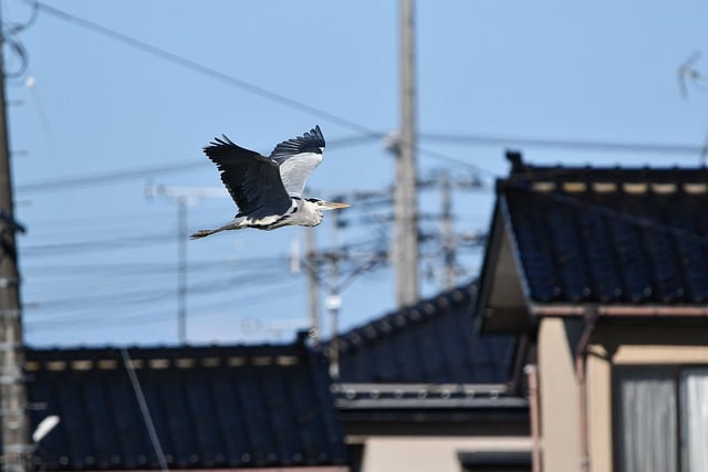 Free download gray heron bird animal heron wings free picture to be edited with GIMP free online image editor