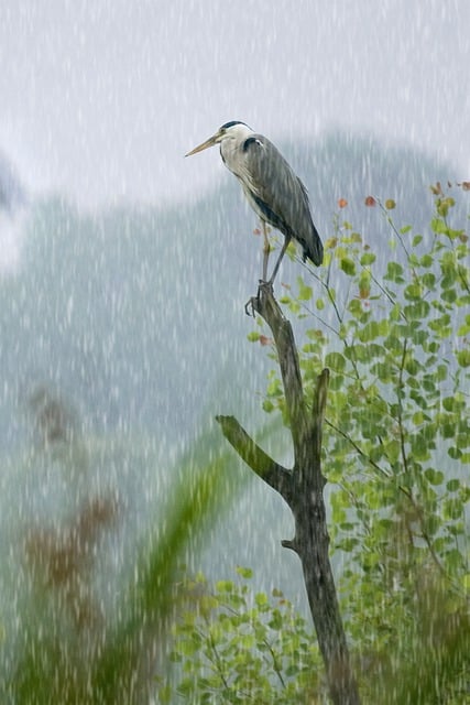 Free download gray heron bird ardea cinerea wader free picture to be edited with GIMP free online image editor