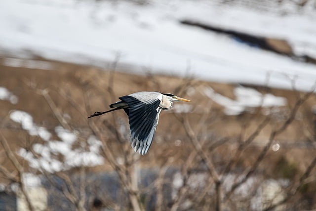 जीआईएमपी मुफ्त ऑनलाइन छवि संपादक के साथ संपादित करने के लिए ग्रे बगुला पक्षी उड़ने वाली प्रकृति मुक्त तस्वीर मुफ्त डाउनलोड करें