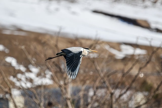 Free download gray heron bird flying nature free picture to be edited with GIMP free online image editor